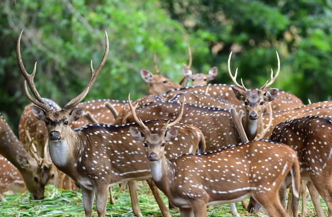 Bannerghatta National Park - 6 Best Places To Visit In Bangalore - Top Tour  Packages - Taxi Coorg taxi service coorg