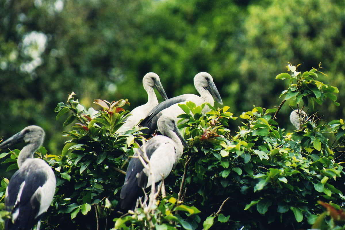 Ranganathittu Bird Sanctuary - Taxi Coorg